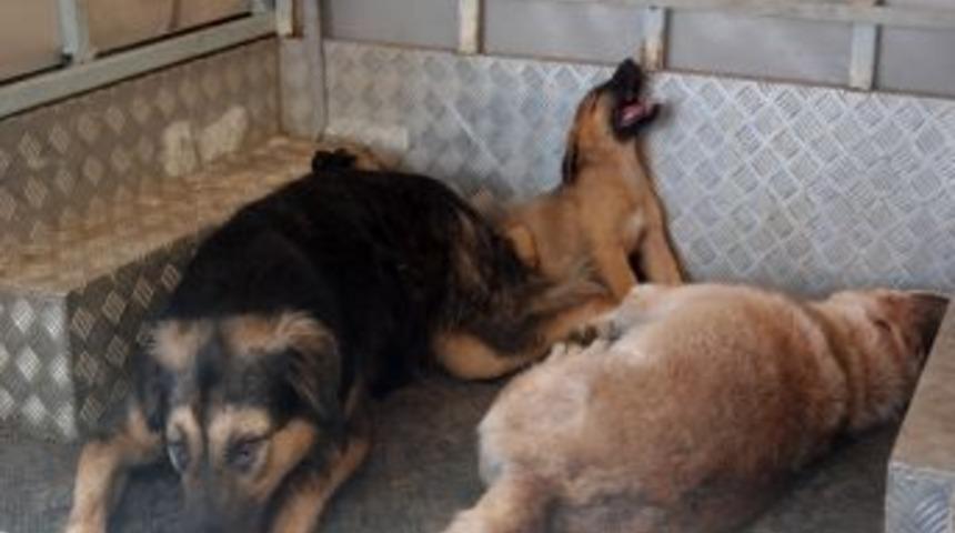 Mustafakemalpaşa Belediyesi&rsquo;nden K&ouml;pek Operasyonu