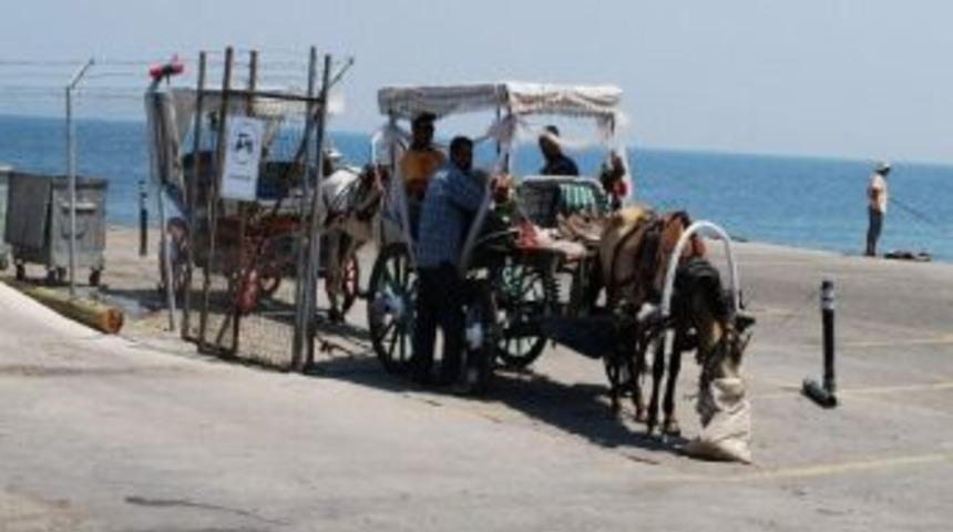 Hayvanseverlerin Fayton Tepkisi