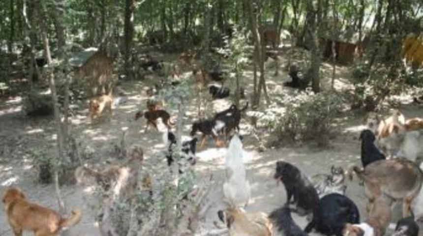 Sokak Hayvanları İ&ccedil;in 150 D&ouml;n&uuml;ml&uuml;k Doğal Yaşam Alanı