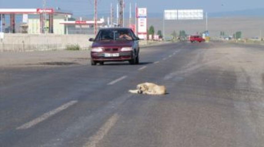 Başıboş Sokak K&ouml;pekleri Trafikte Tehlikeye Neden Oluyor