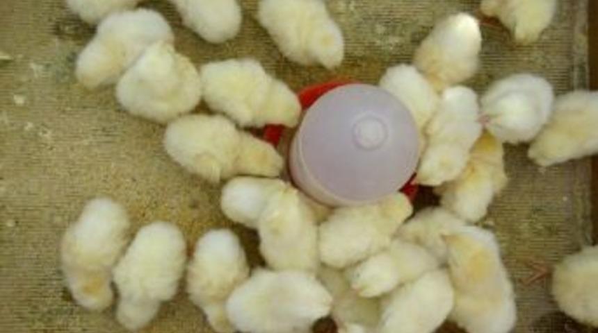 K&ouml;yl&uuml; Kendi Tavuğunu Kendi Yetiştiriyor