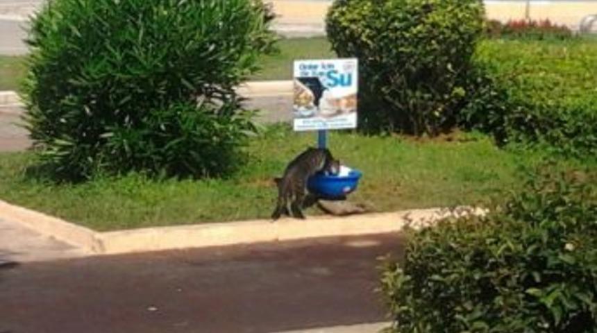 Ereğli&rsquo;de Sokak Hayvanları İ&ccedil;in Suluklar Yerleştirildi
