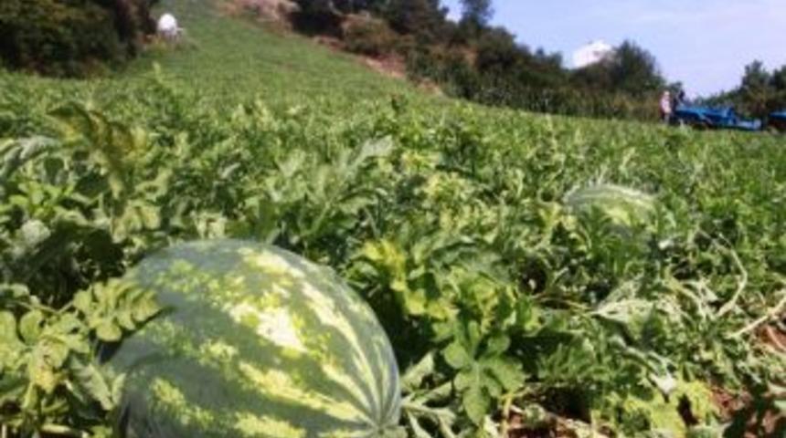 Burası Adana Değil Trabzon