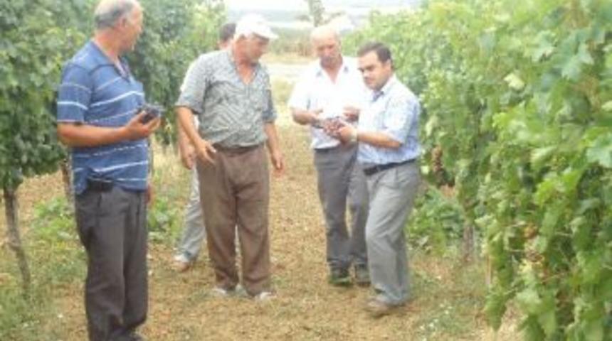 Gelibolu&rsquo;da Bağcılık Tesisleri Geliştirilecek