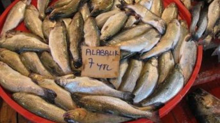 Ordu&rsquo;nun Alabalıkları Doğurgan &Ccedil;ıktı