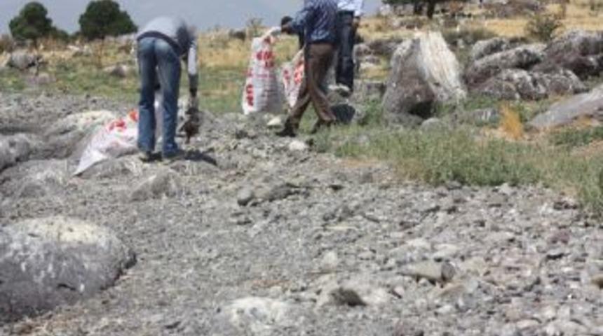 Adır Adasındaki Kuş Leşleri Toplandı