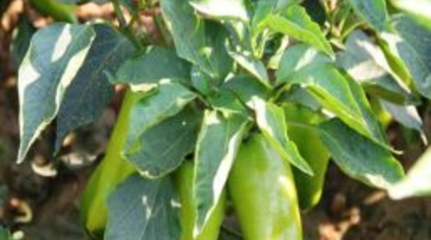 Emcelli Biberlerinin &Uuml;n&uuml; Ege&rsquo;ye Yayıldı