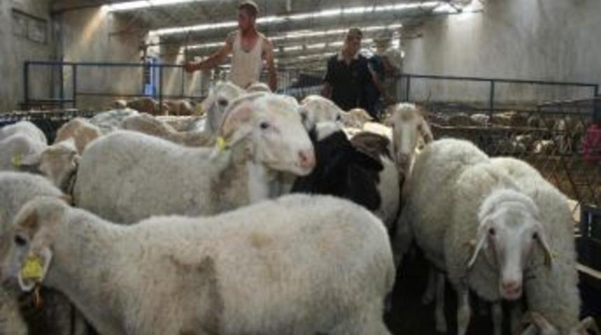 Koyun &Ccedil;iftlikleri &Ccedil;alıştıracak &Ccedil;oban Bulamıyor