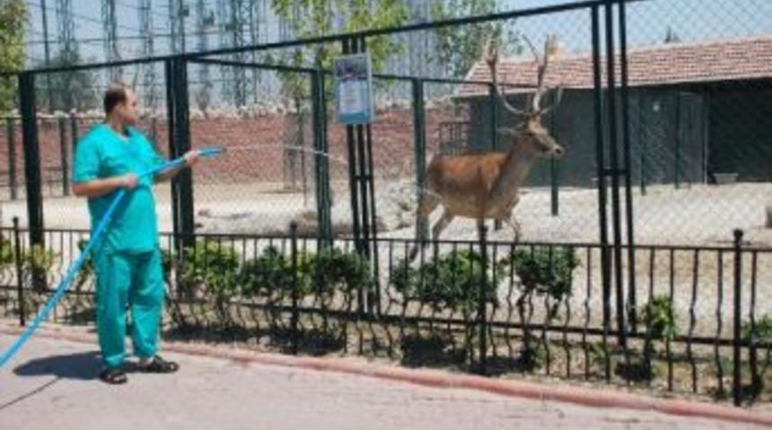 Sıcak Havalarda Hayvanlar Fıskiye İle Serinletiliyor