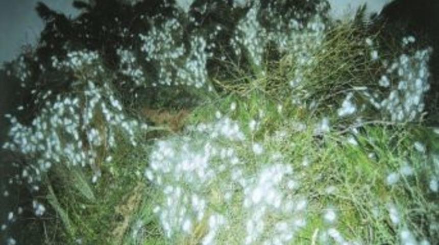 2012 Yılı İpekb&ouml;cek&ccedil;iliğinde Koza &Uuml;cretleri Dağıtıldı