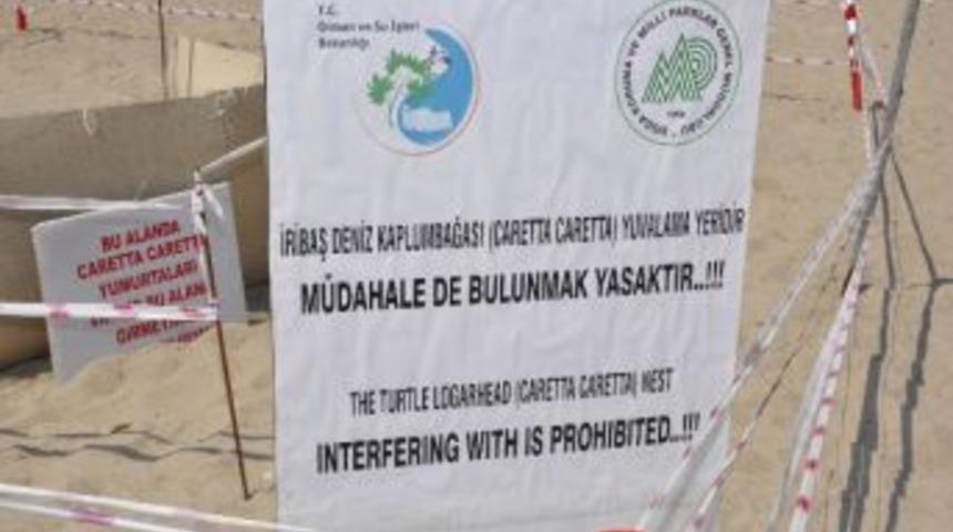 Caretta Caretta Yumurtalarını &Ouml;zel G&uuml;venlik Koruyor