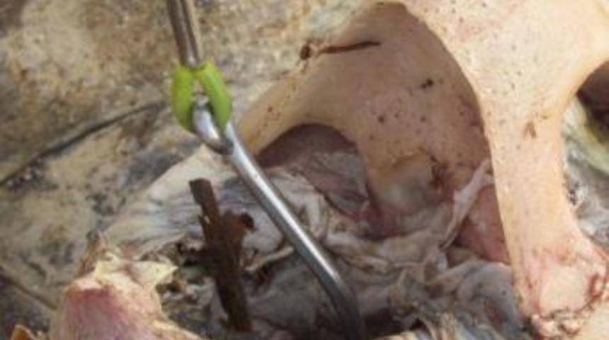 Kuşadası'na Komşudan Caretta Ceseti Geldi