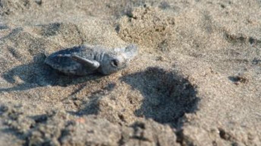 Yavru Caretta Carettalar Yuvadan &Ccedil;ıkmaya Devam Ediyor