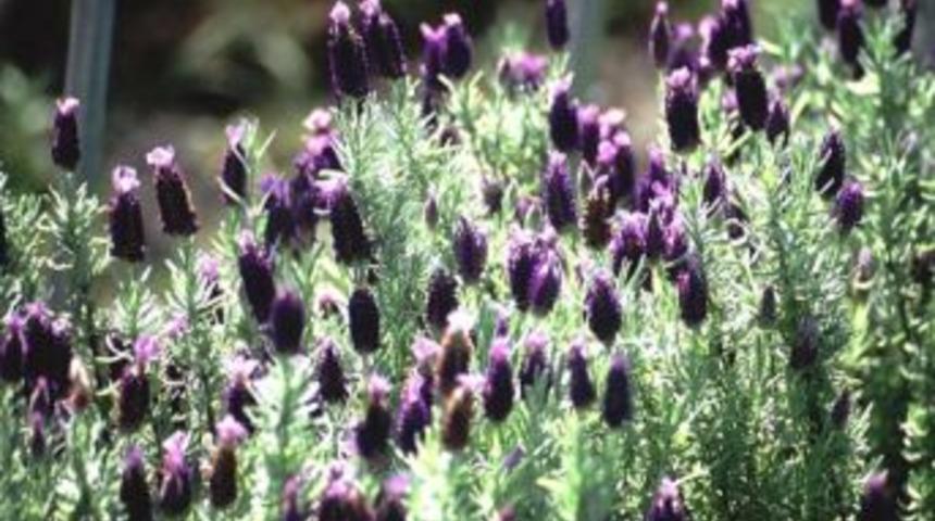 Unutkanlık İ&ccedil;in Karabaş Otu