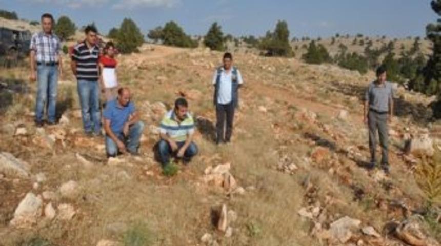 Acer, Ağa&ccedil;landırma Ve Silvik&uuml;lt&uuml;r &Ccedil;alışmalarını İncelendi