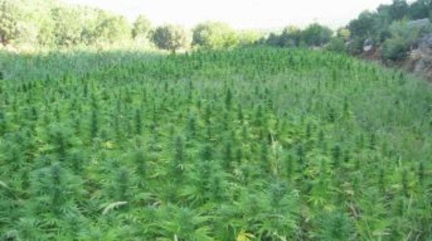 Diyarbakır&rsquo;da 290 Bin 562 K&ouml;k Kenevir Ele Ge&ccedil;irildi