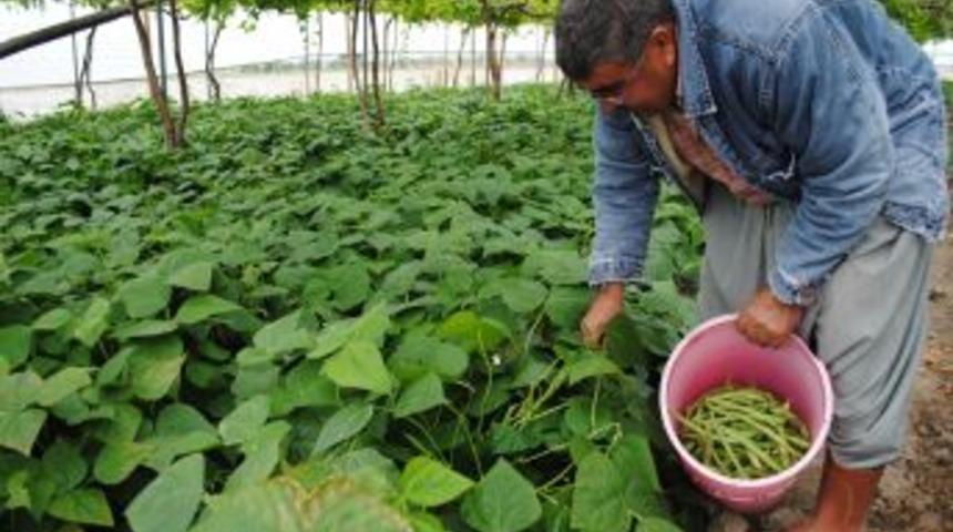 'T&uuml;rkiye, Organik Tarım Alanlarını Yeterince Kullanamıyor'