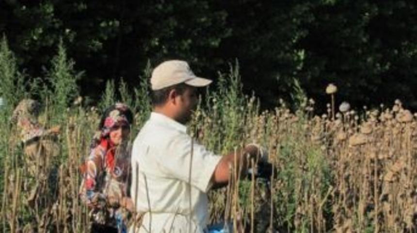 Hisarcık'ta Haşhaş Kapsülünü Don Vurdu