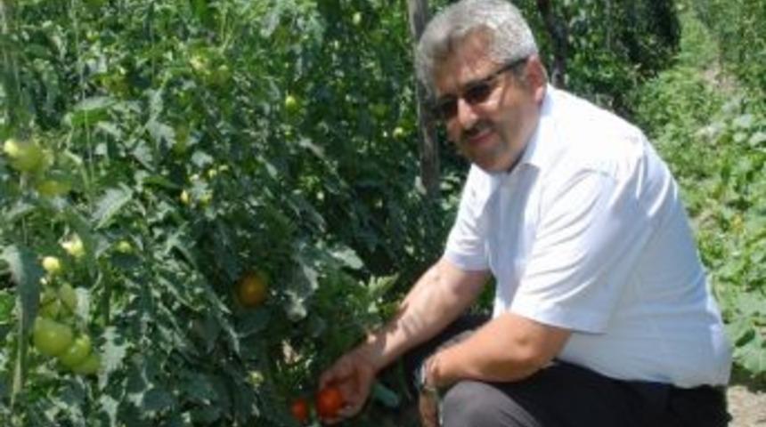 Domateste Rekabet Fiyat D&uuml;ş&uuml;r&uuml;yor