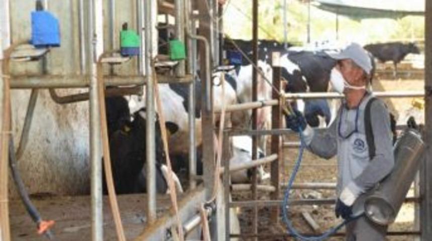 Denizli'de Sinekle M&uuml;cadele &Ccedil;alışmaları Devam Ediyor