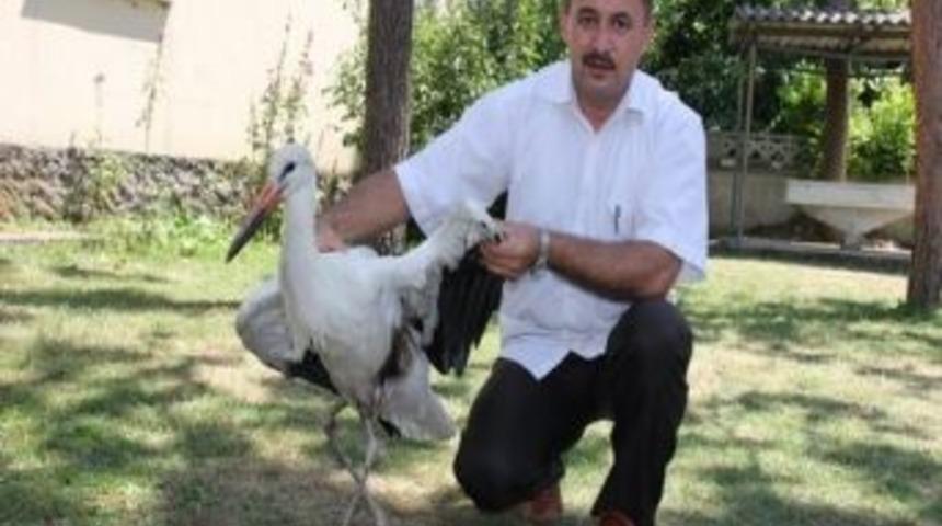 Yaralı Leyleğe Cami İmamından Bakım