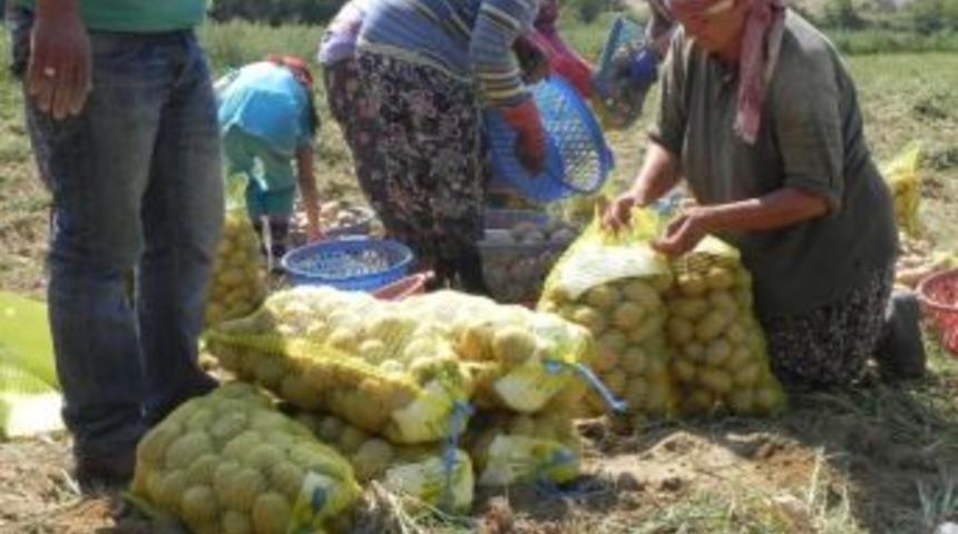 Tarlada Kalan &Ouml;demiş Patatesleri Ramazan Erzağı Oluyor