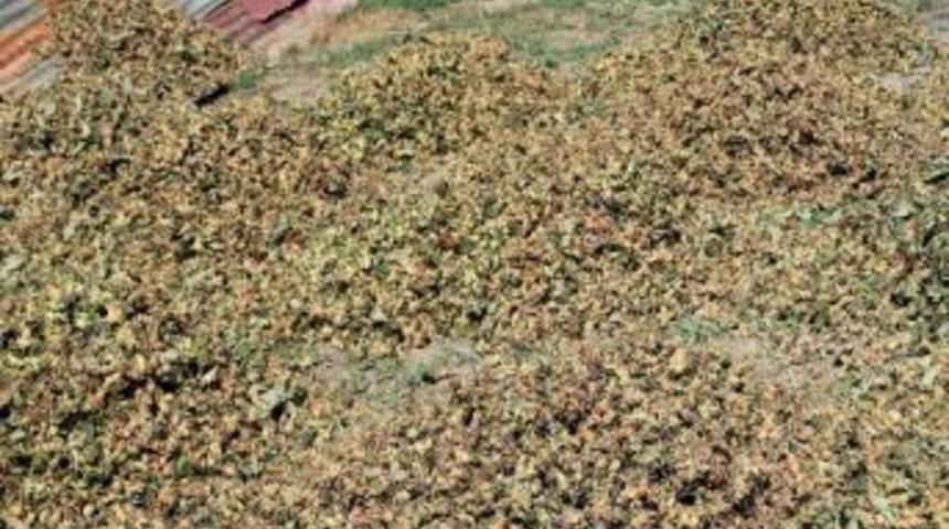 Ordu&rsquo;da Fındık Hasadı Başladı