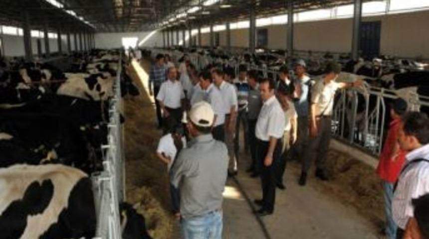 Demiryurt&rsquo;ta K&ouml;yl&uuml;lere 300 Gebe D&uuml;ve Dağıtıldı