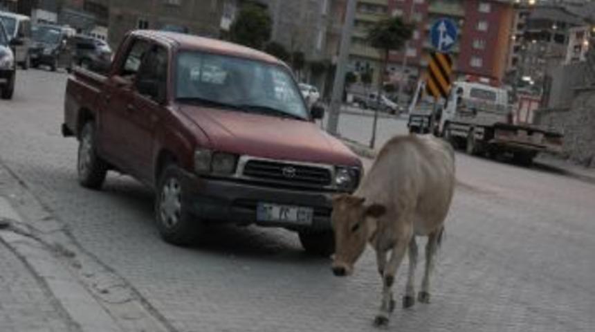 İneğe &Ccedil;arpmamak İ&ccedil;in Neredeyse Canından Oluyordu