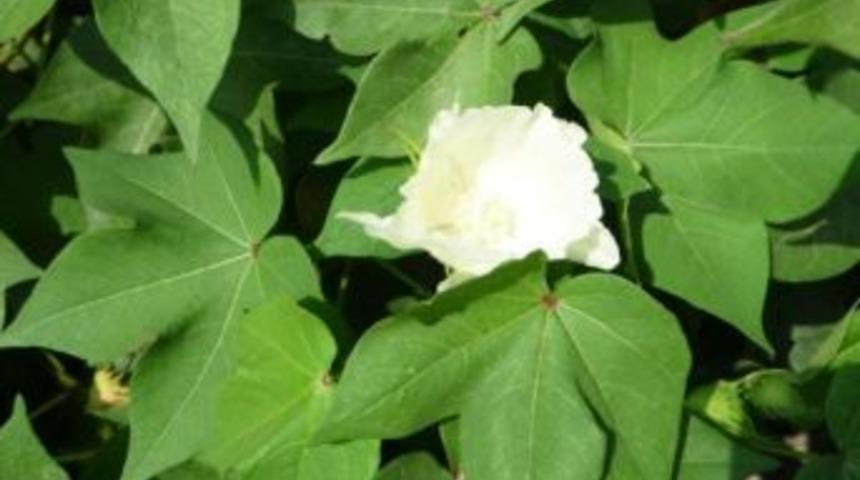 &ldquo;tarımsal Yeniliklerin Yaygınlaştırılması&rdquo; Projesi