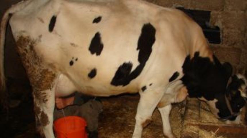 &Ccedil;iğ S&uuml;tte Bakteri Oranının AB Normlarına &Ccedil;ekilmesi I&ccedil;in &Uuml;retici Eğitilecek