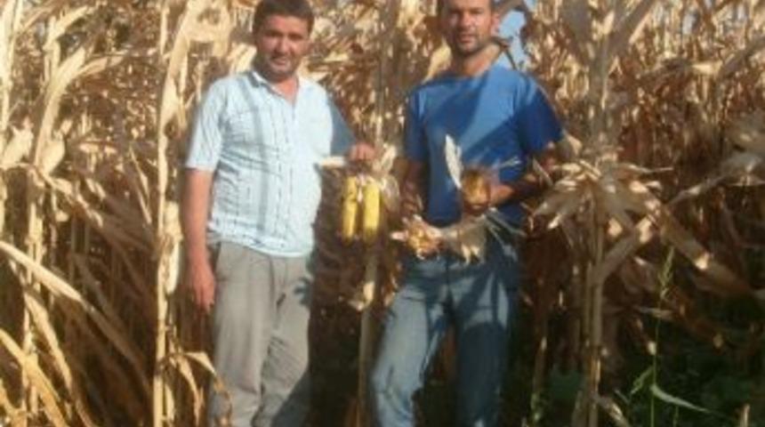 Ziraat Odası Başkanı Okur, 'mısır 70 Kuruş Olmalı'