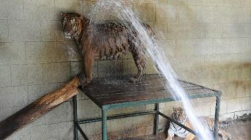 3 Maymuna Vantilat&ouml;rl&uuml; Serinletme