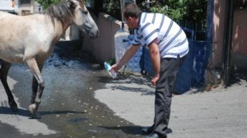 Sıcaklar Hayvanları Da Etkiledi