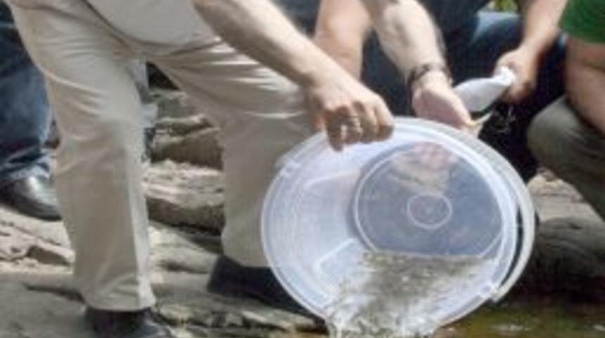 Giresun'da Akarsular Balıklarla S&uuml;slenecek