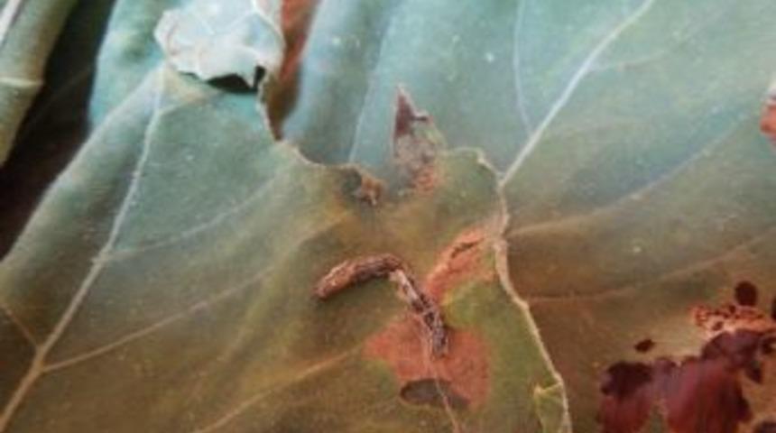 Ay&ccedil;i&ccedil;eğinde &Ccedil;ayır Tırtılı Tehtidi