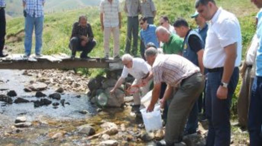 Giresun&rsquo;da 10 Bin Kırmızı Benekli Yavru Alabalık Dereye Bırakıldı