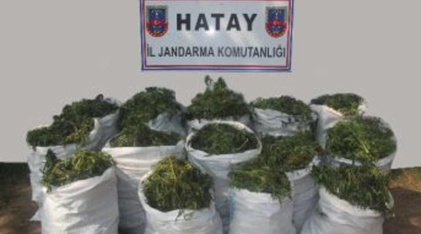 Amanos Dağlarında Uyuşturucu Operasyonu