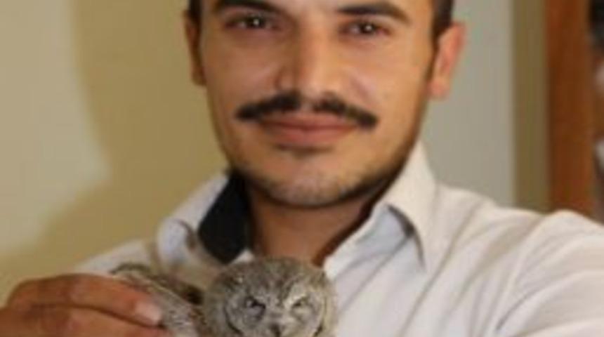 Sıcaktan Bunalan Baykuş Yolunu Şaşırdı