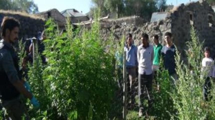 &Ccedil;aldıran'da Hint Keneviri Operasyonu