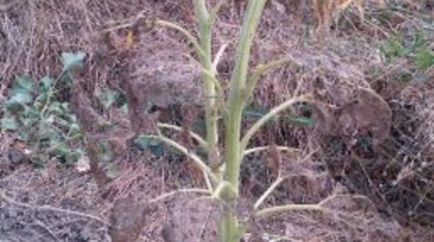 &ldquo;&ccedil;ayır Tırtılı &ldquo;zararlısı Ay&ccedil;i&ccedil;eklerini Yok Ediyor