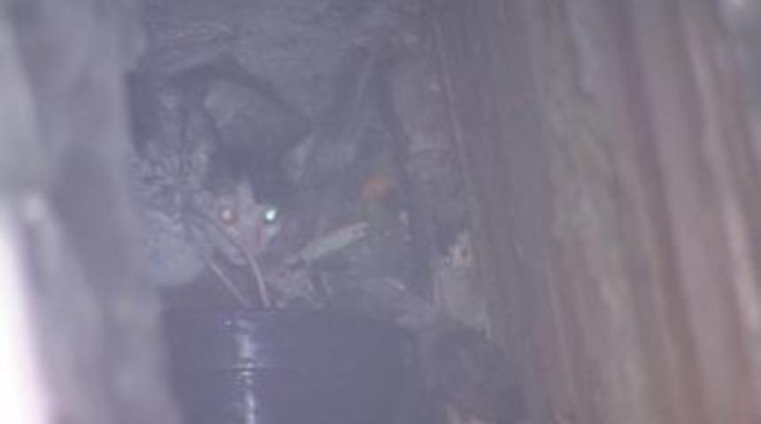 Bacaya D&uuml;şen Kediyi Kurtarma Operasyonu