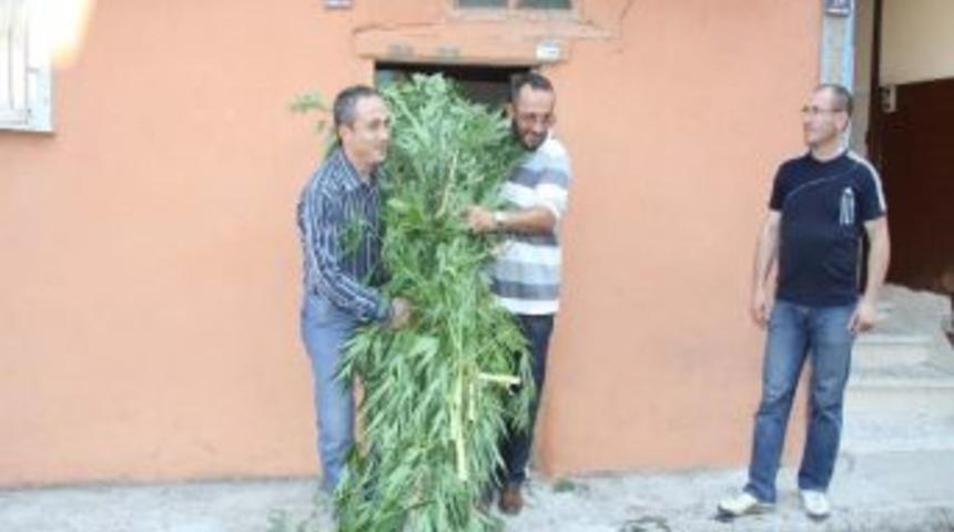 İneg&ouml;l'de Hint Keneviri Operasyonu