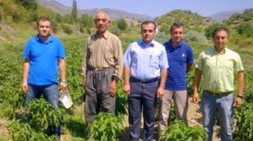 Sebze ve meyve hasadı başladı