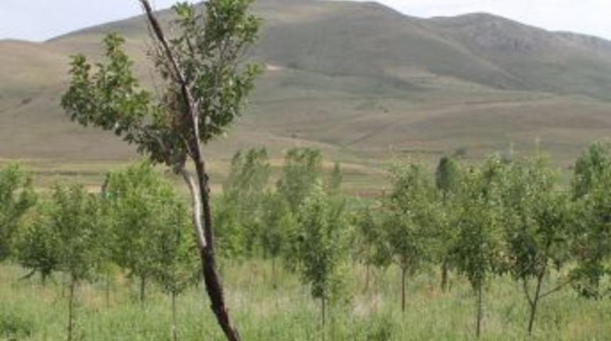 Sulama Problemi Y&uuml;z&uuml;nden 20 Bin Meyve Fidanı Kuruma Tehlikesi Yaşıyor