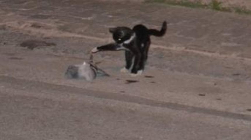 &Ouml;l&uuml;m&uuml;n Pen&ccedil;esinden Ka&ccedil;ış