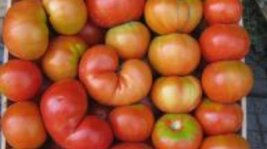 Iğdır domatesi &ccedil;ıktı Kağızmanlı g&uuml;ld&uuml;