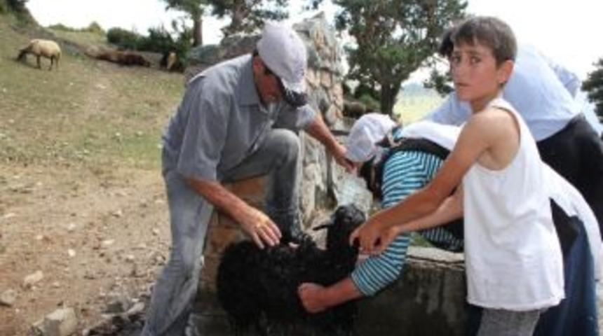 Kuzulara Soğuk Duş