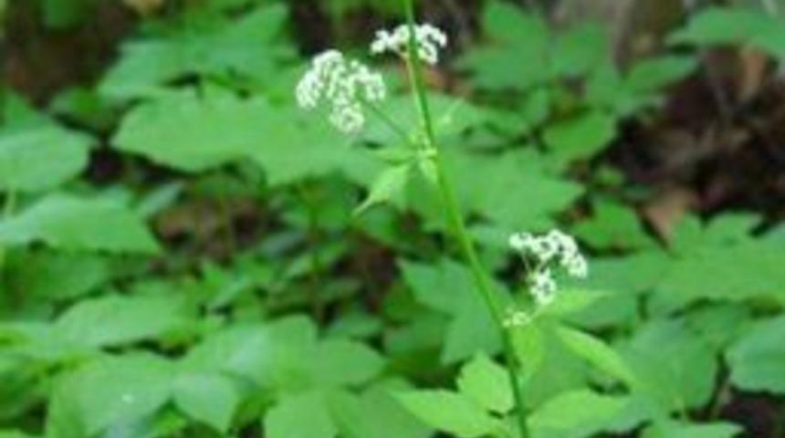 'Baldıran Otuyla Şifa Bulalım' Derken, Zehirlenmeyin