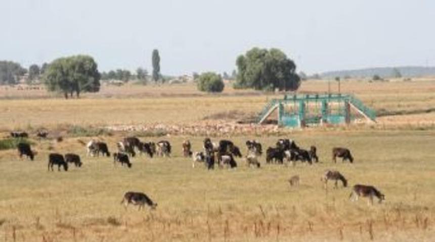 Beyşehir&rsquo;de Suyla Buluşan Meralar Y&uuml;z G&uuml;ld&uuml;rd&uuml;